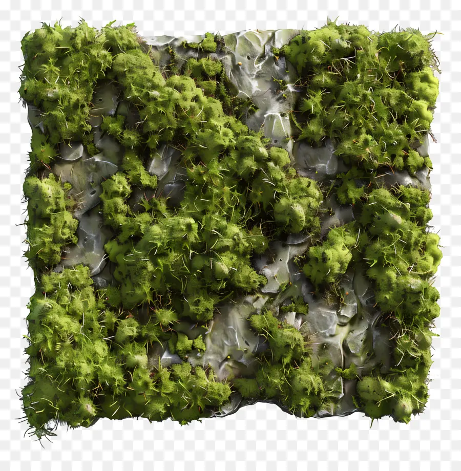 Muro De Musgo，Musgo Verde PNG