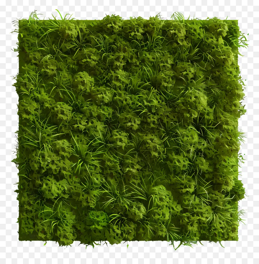 Muro De Musgo，Pared Verde PNG