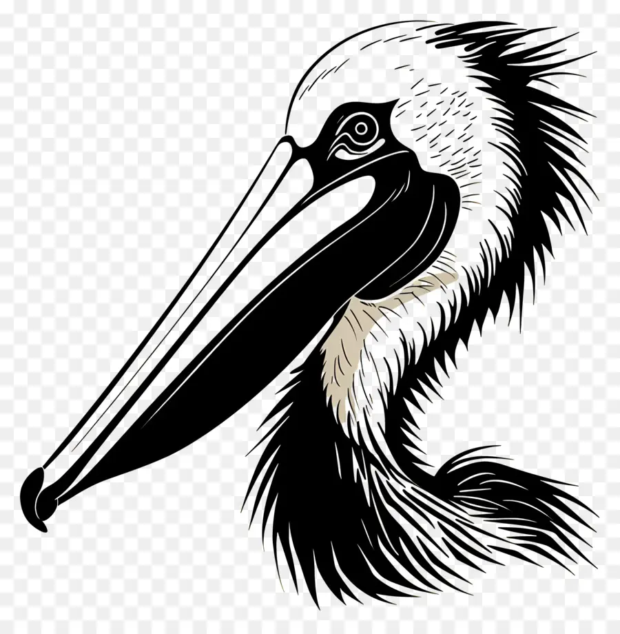 Cabeza Pelícana，Pelican PNG