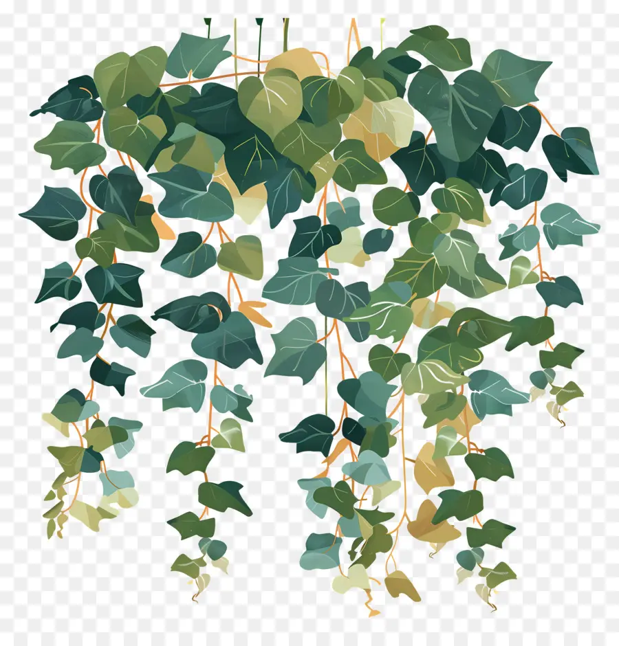 Ivy Colgante，Las Plantas Colgantes PNG