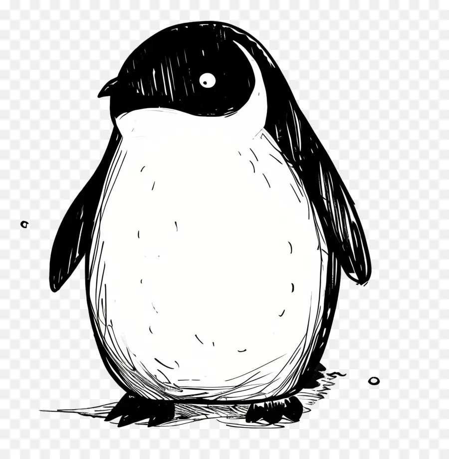 Pingüino，Pájaro PNG