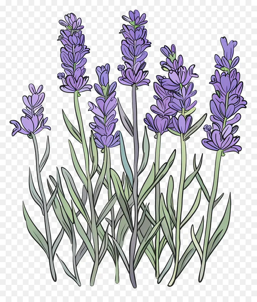 Lavanda De Jardín，Lavanda PNG