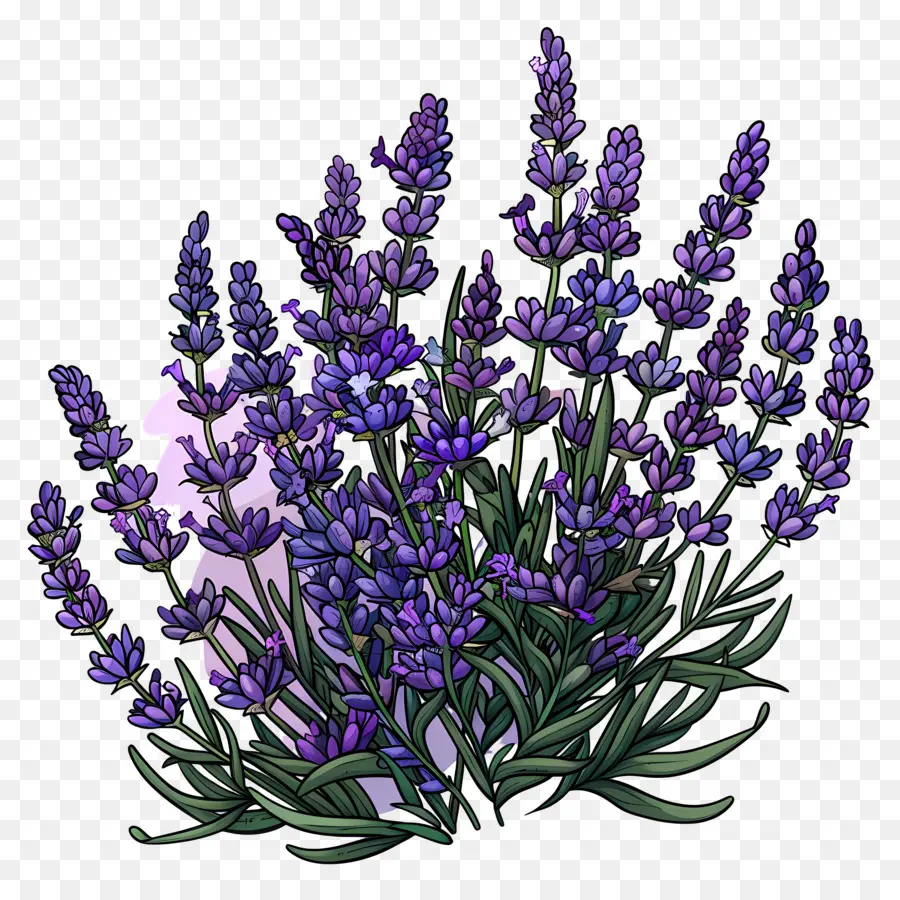 Lavanda De Jardín，Lavanda PNG