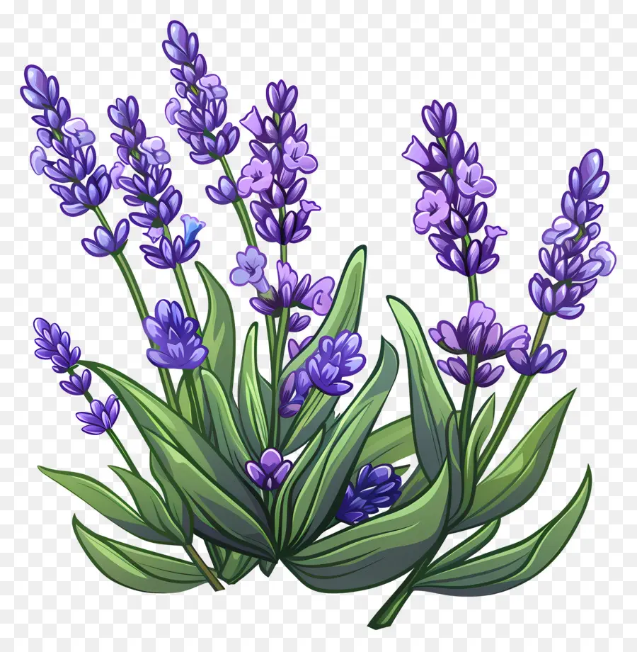 Lavanda De Jardín，Lavanda PNG