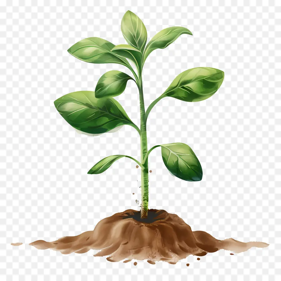 Planta De Brote Verde，Planta PNG