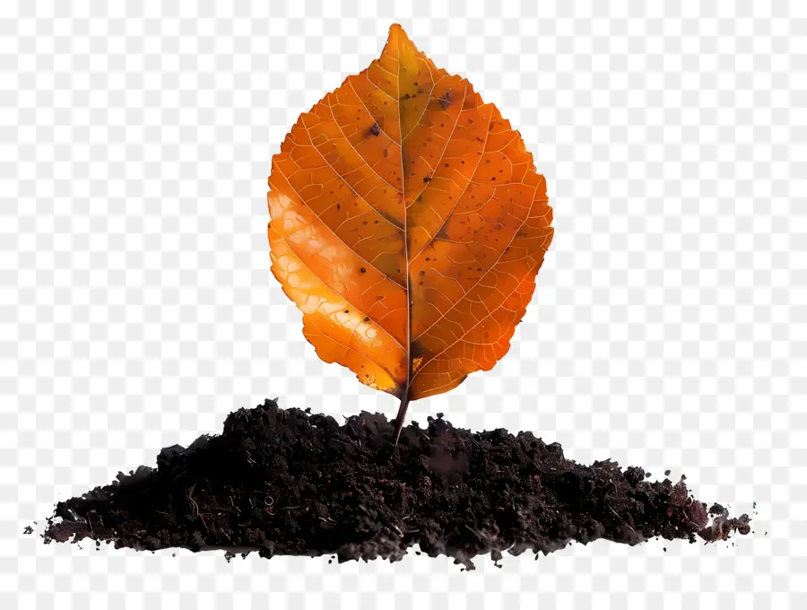 Hoja De Otoño En El Suelo，Hoja En El Suelo PNG