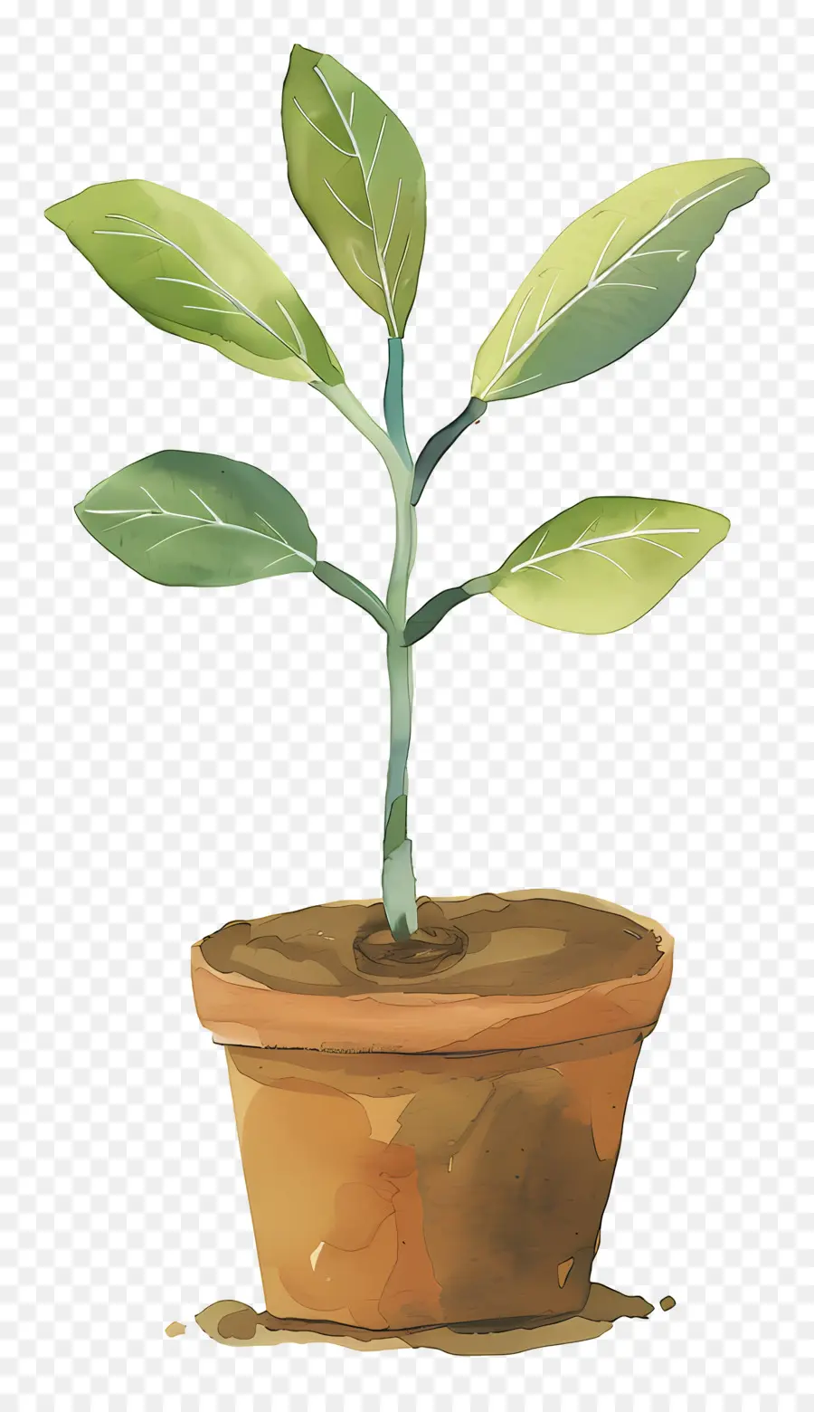 Planta De Brote Verde，Planta En Maceta PNG