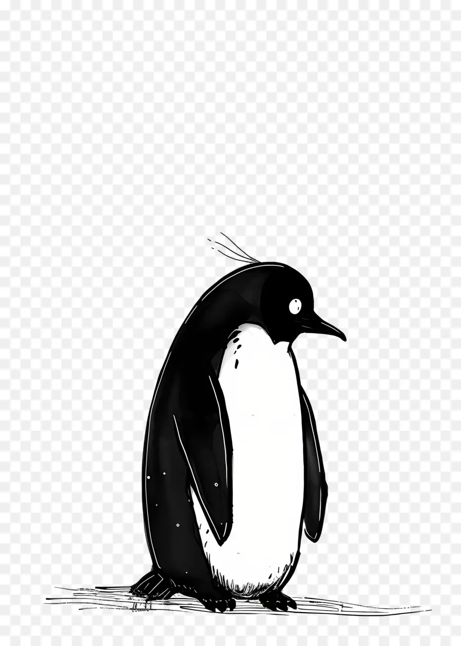 Pingüino，Aves PNG