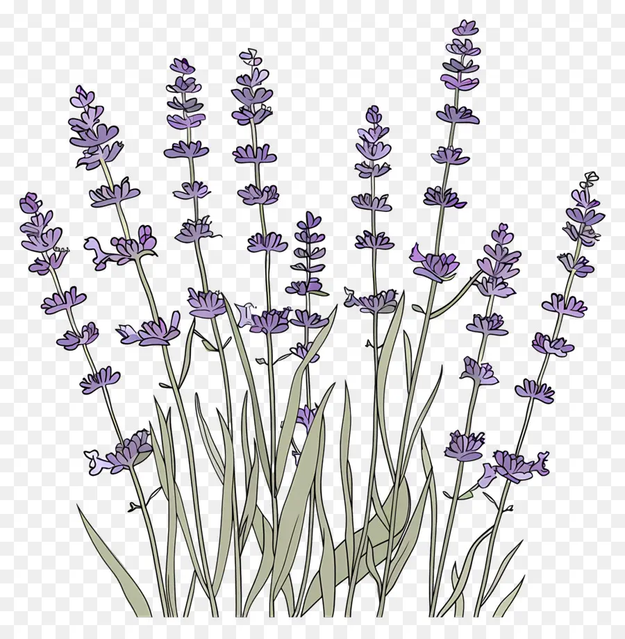 Lavanda De Jardín，Lavanda PNG