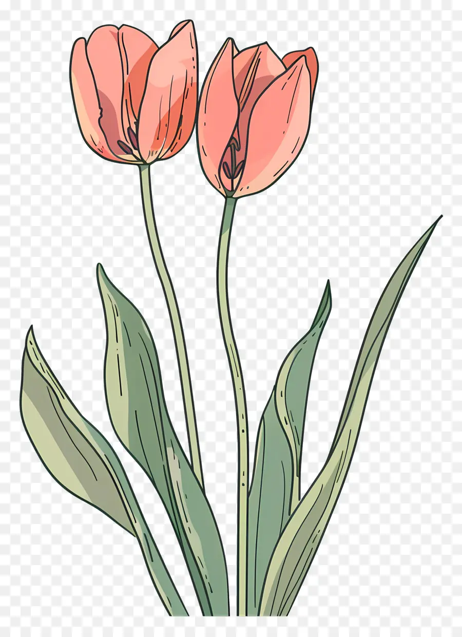 Flor De Tulipán，Los Tulipanes PNG