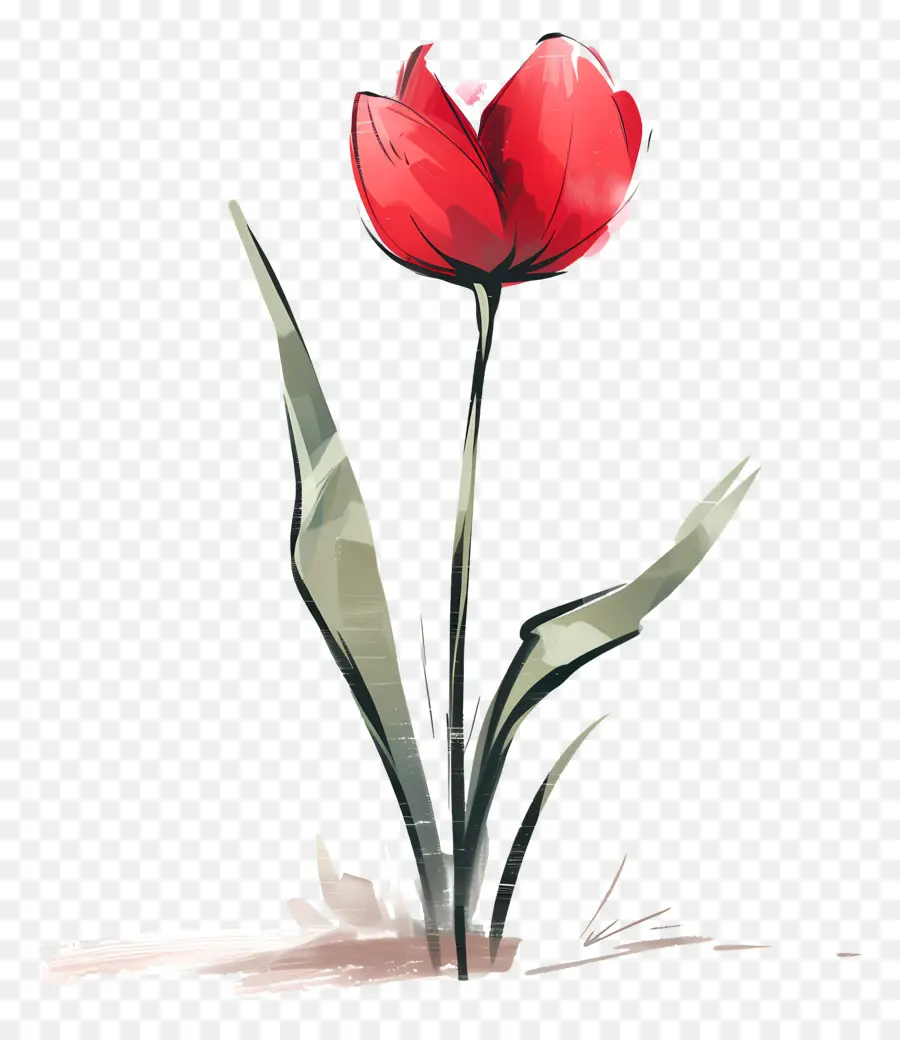 Flor De Tulipán，Flor Roja PNG