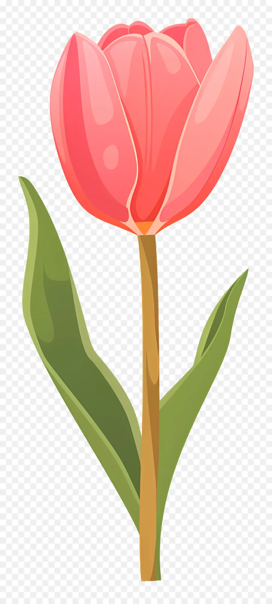 Flor De Tulipán，Flores De Colores PNG