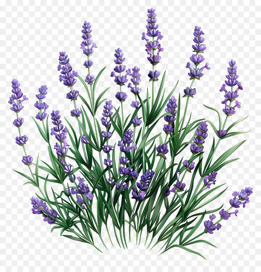 Lavanda De Jardín，Lavanda PNG