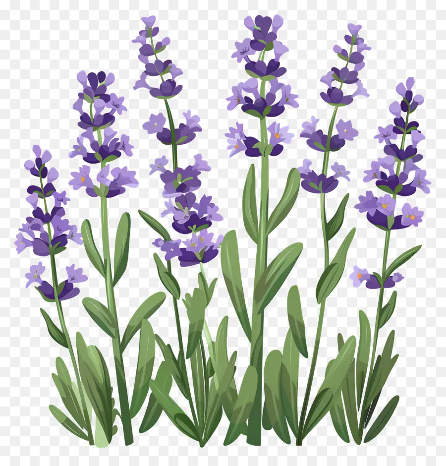 Lavanda De Jardín，Flores De Lavanda PNG