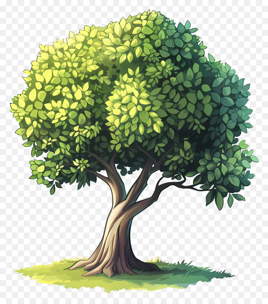 árbol De Jardín，Árbol PNG