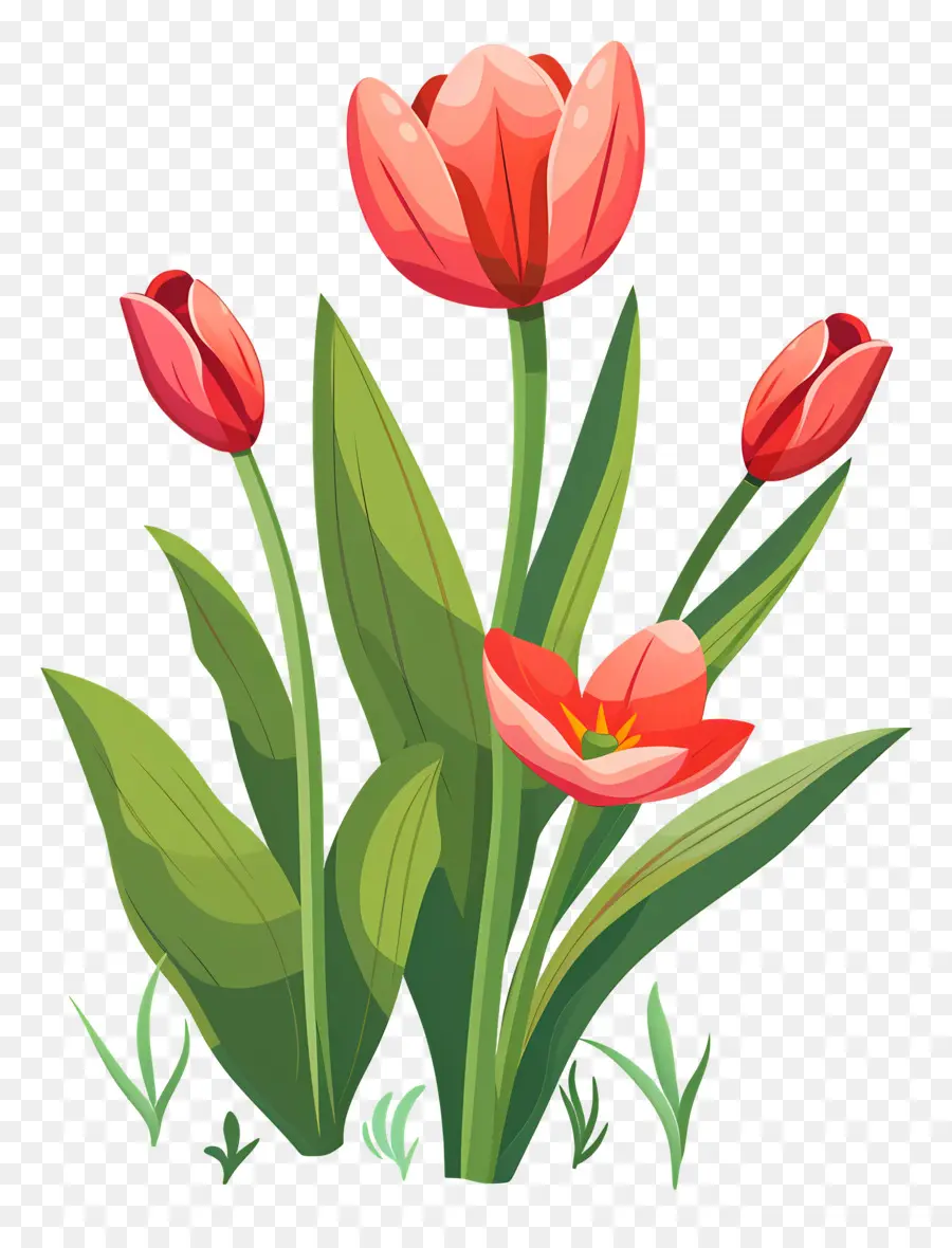 Flor De Tulipán，Tulipanes Rojos Y Morados PNG