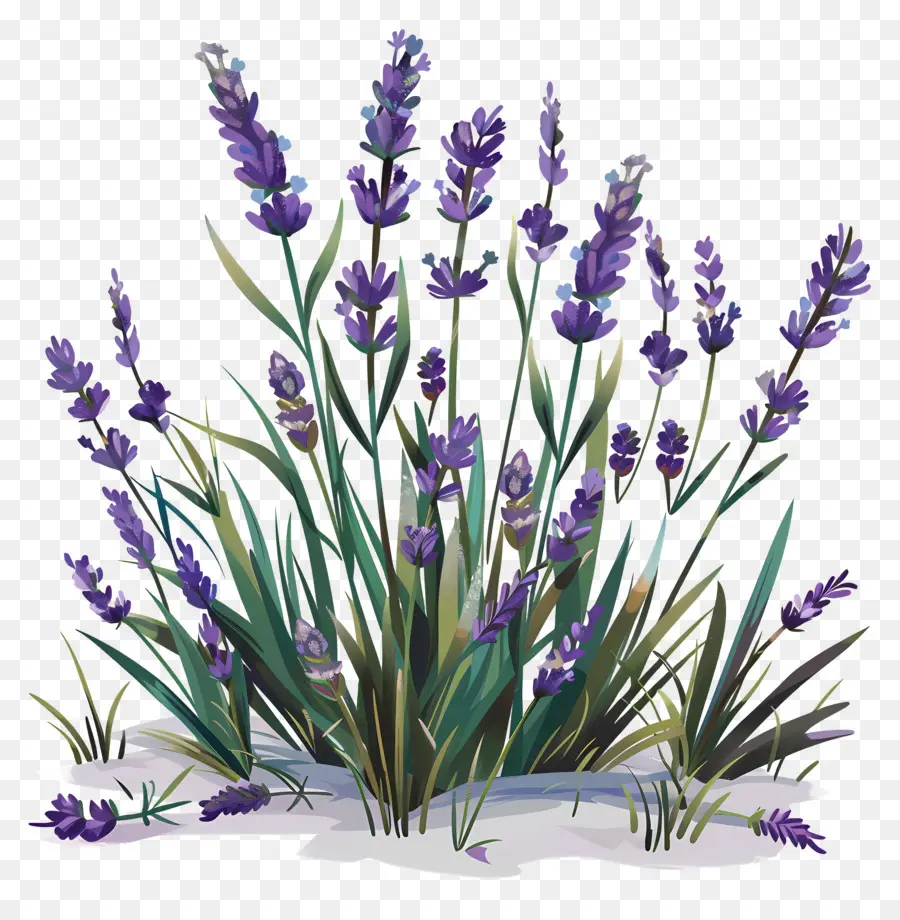 Lavanda De Jardín，Las Flores De Lavanda PNG