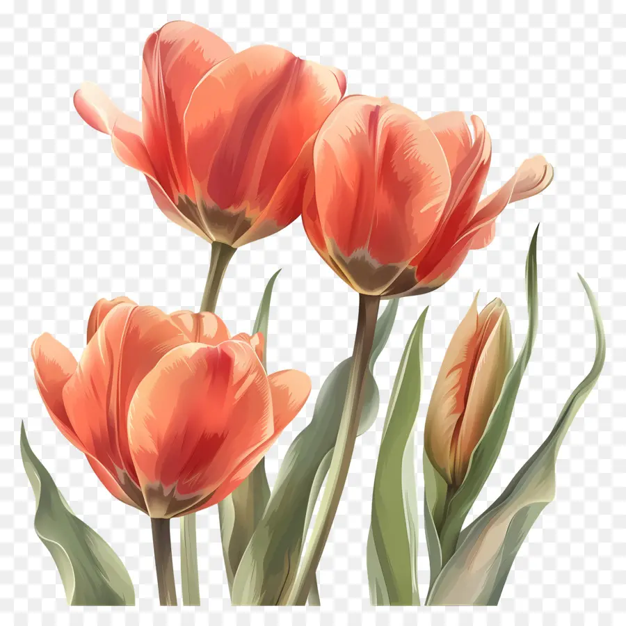 Flor De Tulipán，Tulipanes PNG