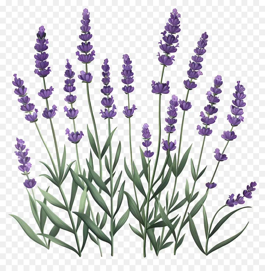 Lavanda De Jardín，Flores De Lavanda PNG