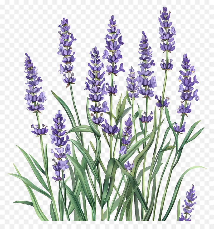 Lavanda De Jardín，Lavanda PNG