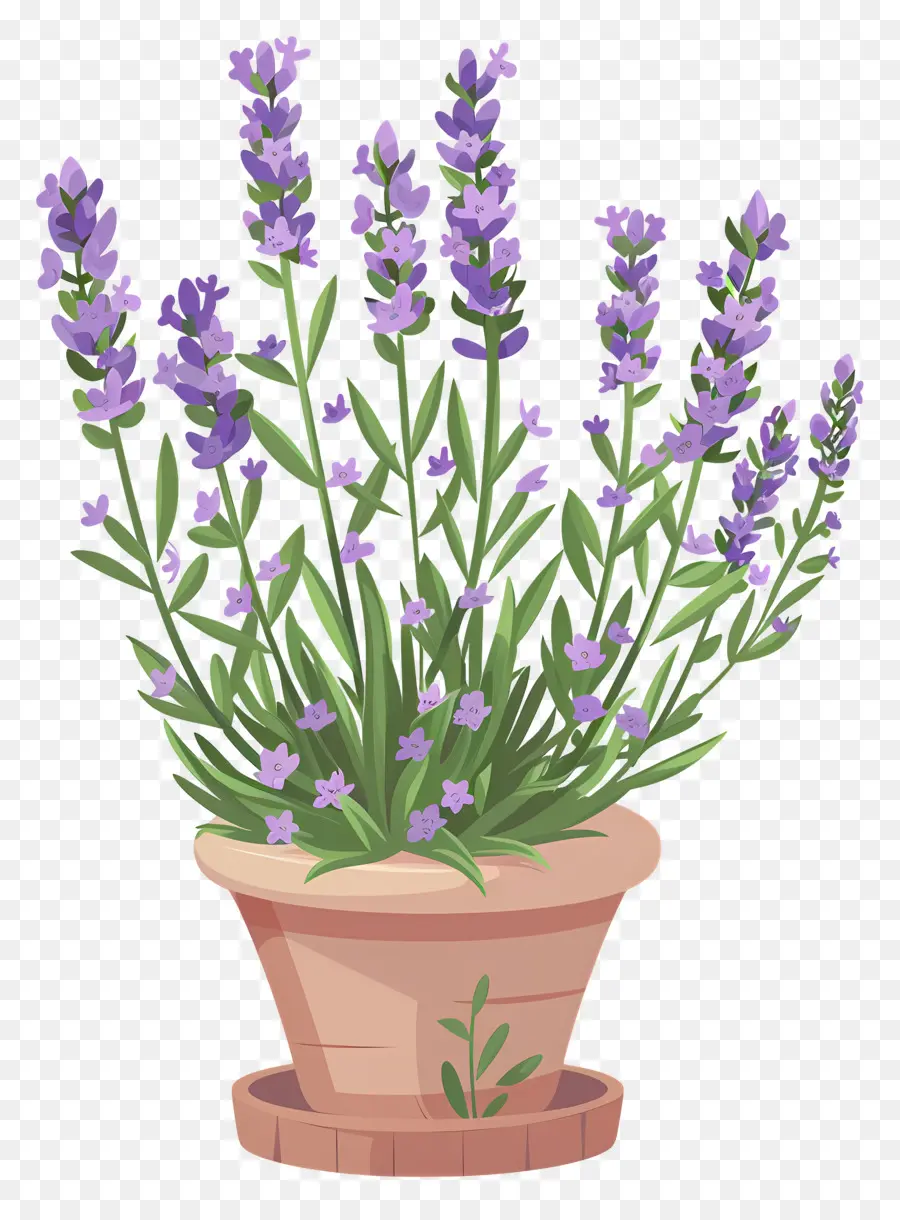 Lavanda De Jardín，La Planta De La Lavanda PNG