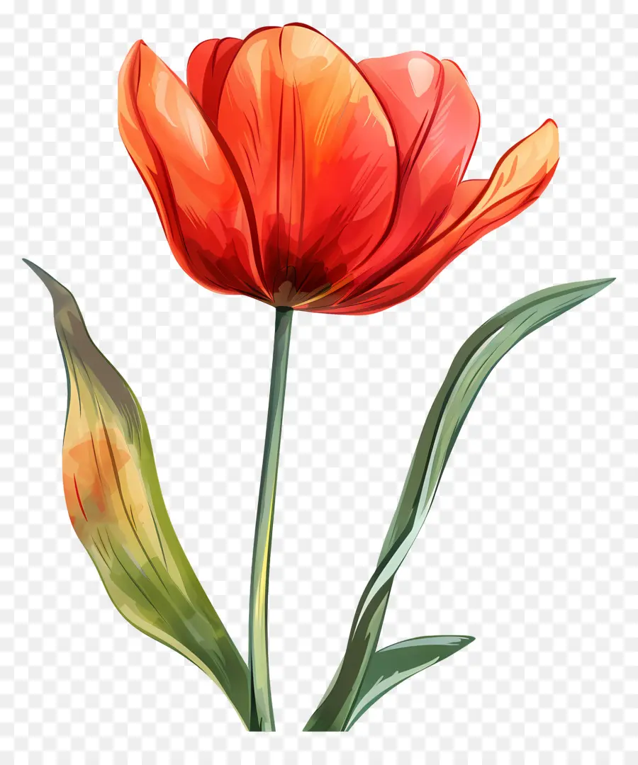 Flor De Tulipán，Flor Roja PNG