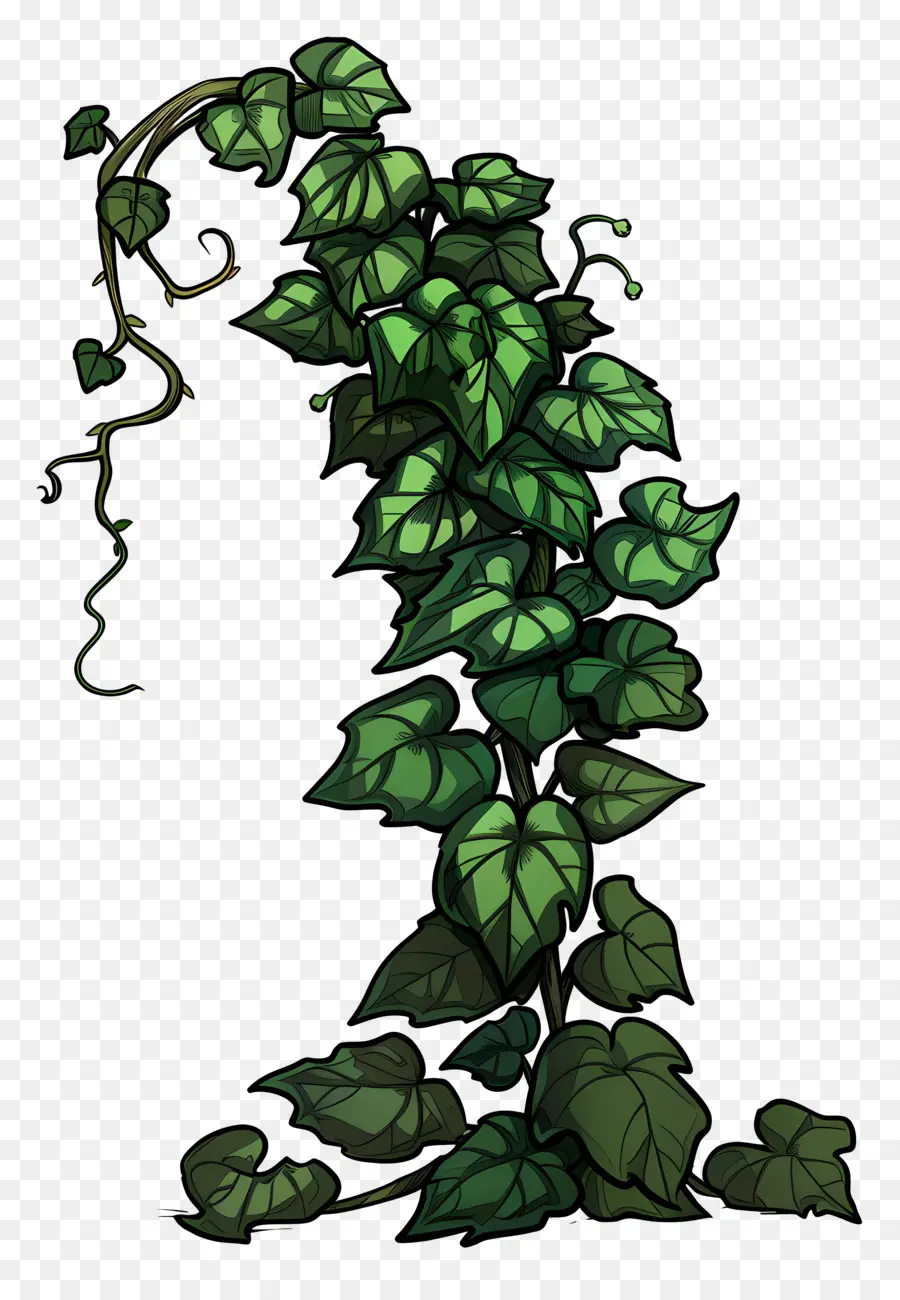 Ivy De Jardín，La Hiedra De La Planta PNG