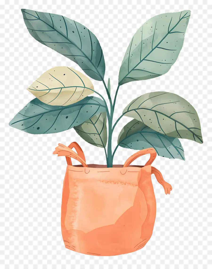 Bolsa De Planta，Planta En Maceta PNG