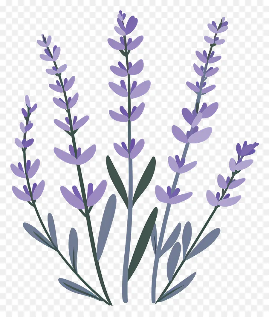 Lavanda De Jardín，Lavanda PNG