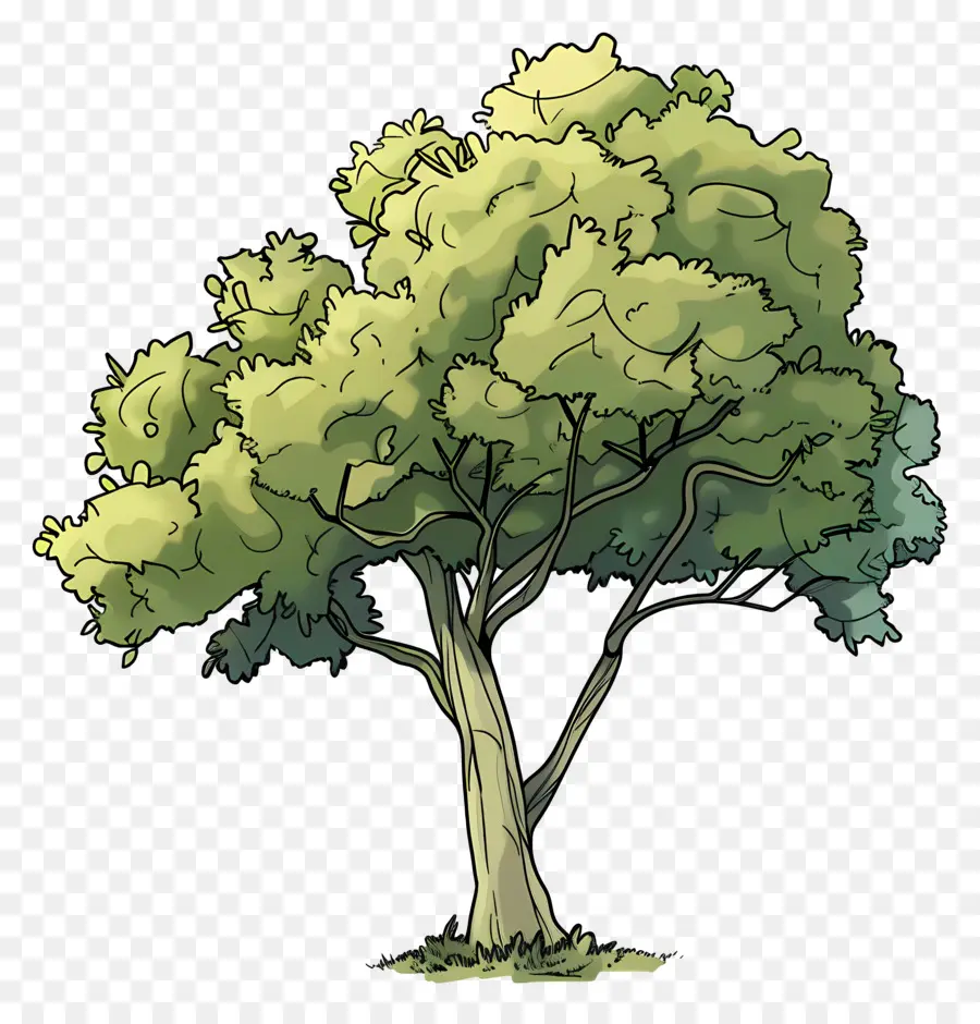 Árbol De Jardín，Ilustración Del árbol De PNG