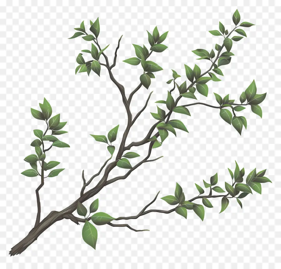 Rama Frondosa，Rama De árbol PNG