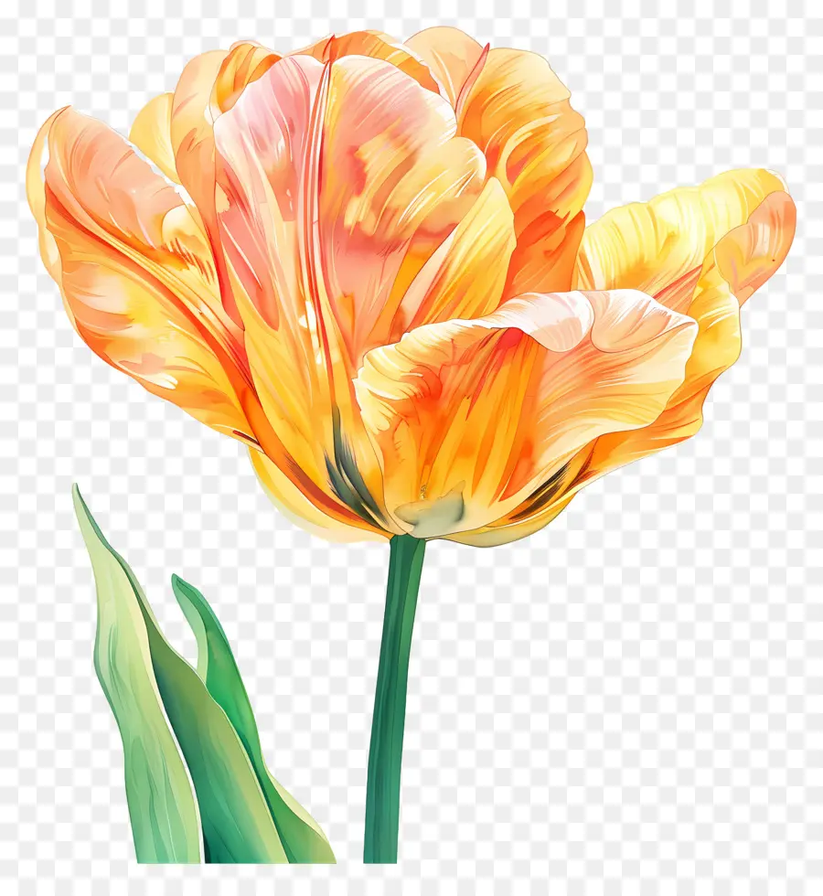 Flor De Tulipán，Tulipanes PNG