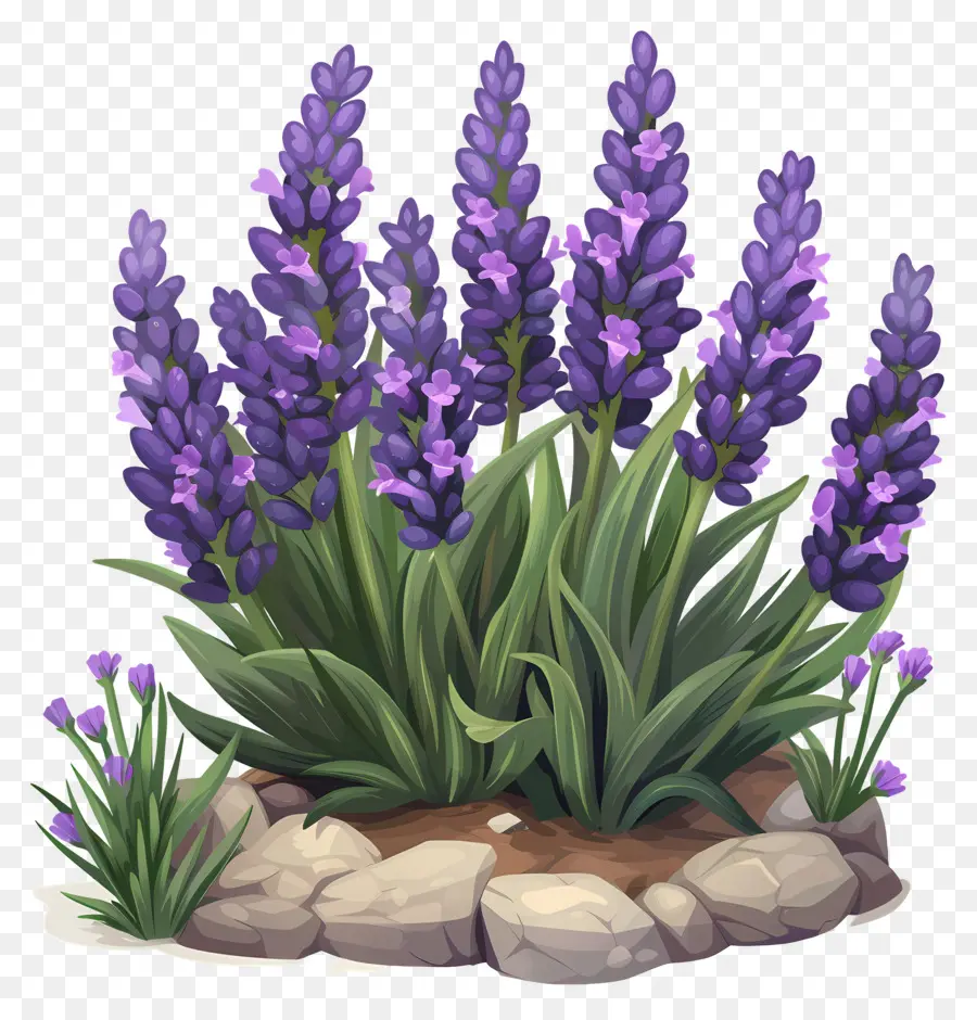 Lavanda De Jardín，Las Flores De Lavanda PNG