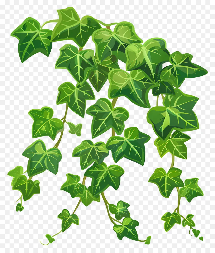 Ivy De Jardín，La Hiedra De La Planta PNG