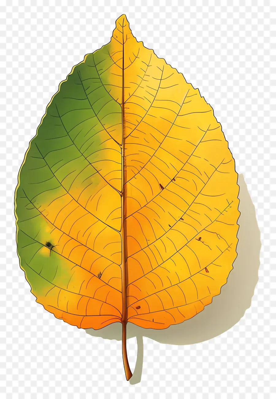 Hoja De Otoño，Hojas De Colores PNG