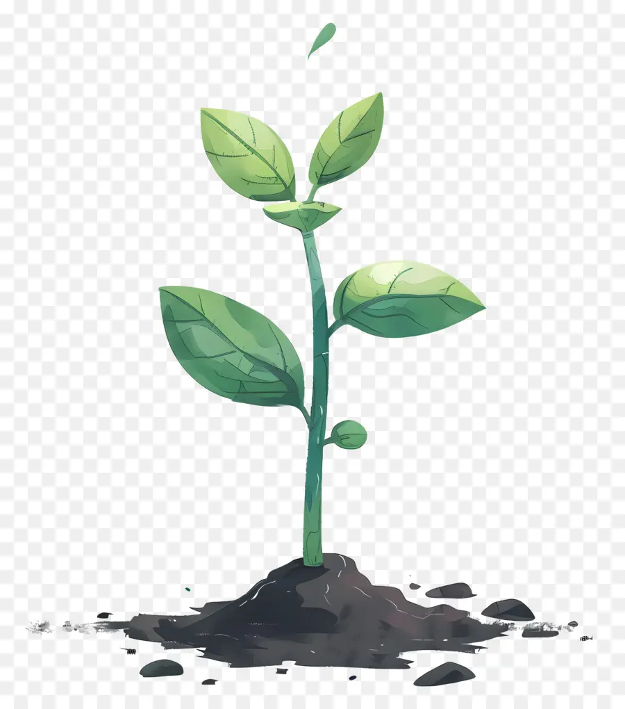 Planta De Brote Verde，Planta PNG