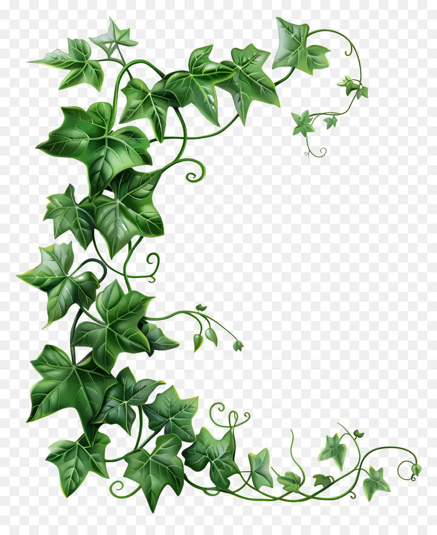 Ivy De Jardín，Hiedra Verde PNG