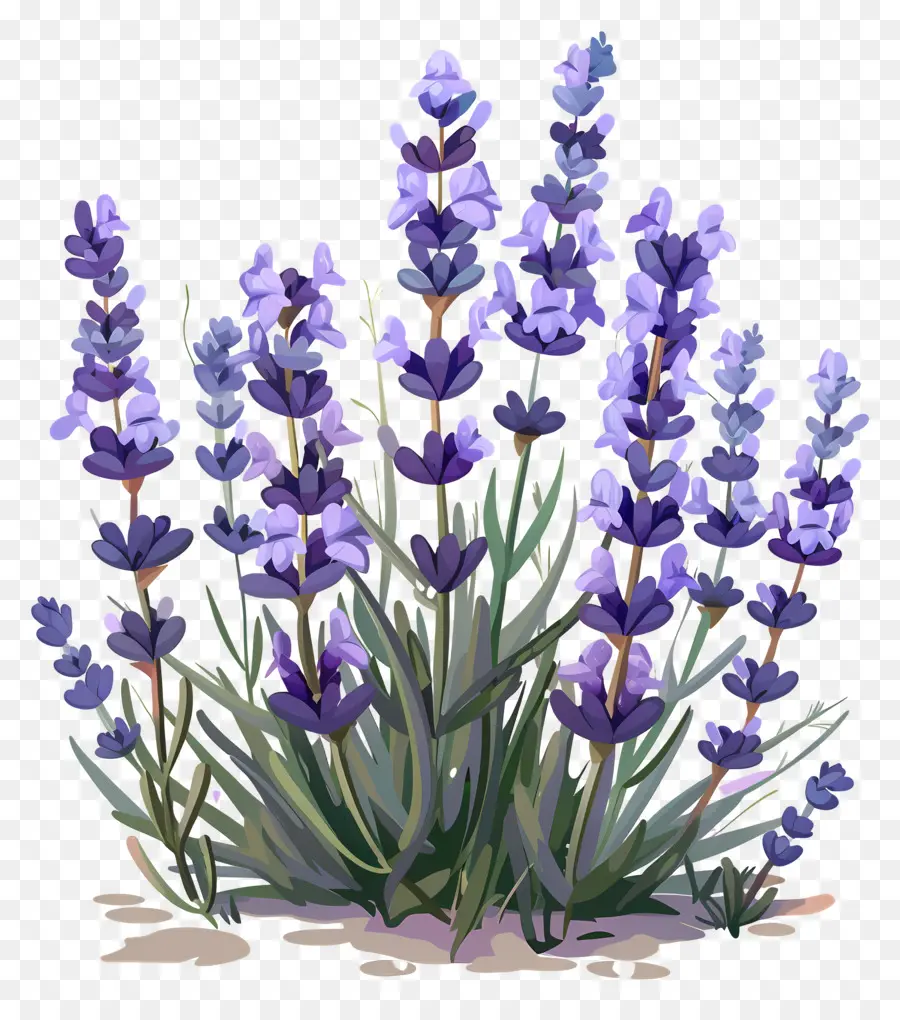 Lavanda De Jardín，Lavanda PNG