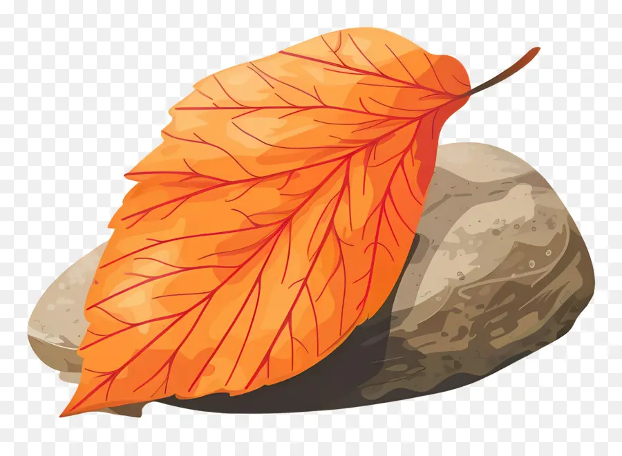 Hoja De Otoño En La Roca，Hoja Y Roca PNG