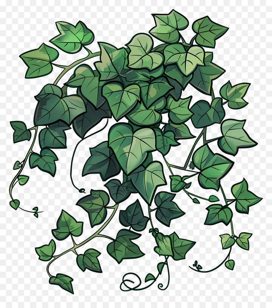 Ivy De Jardín，Hiedra Verde PNG