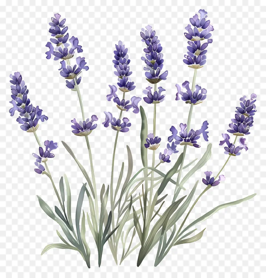 Lavanda De Jardín，Lavanda PNG