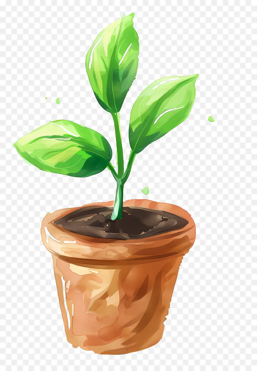 Planta De Brote Verde，Planta En Maceta PNG