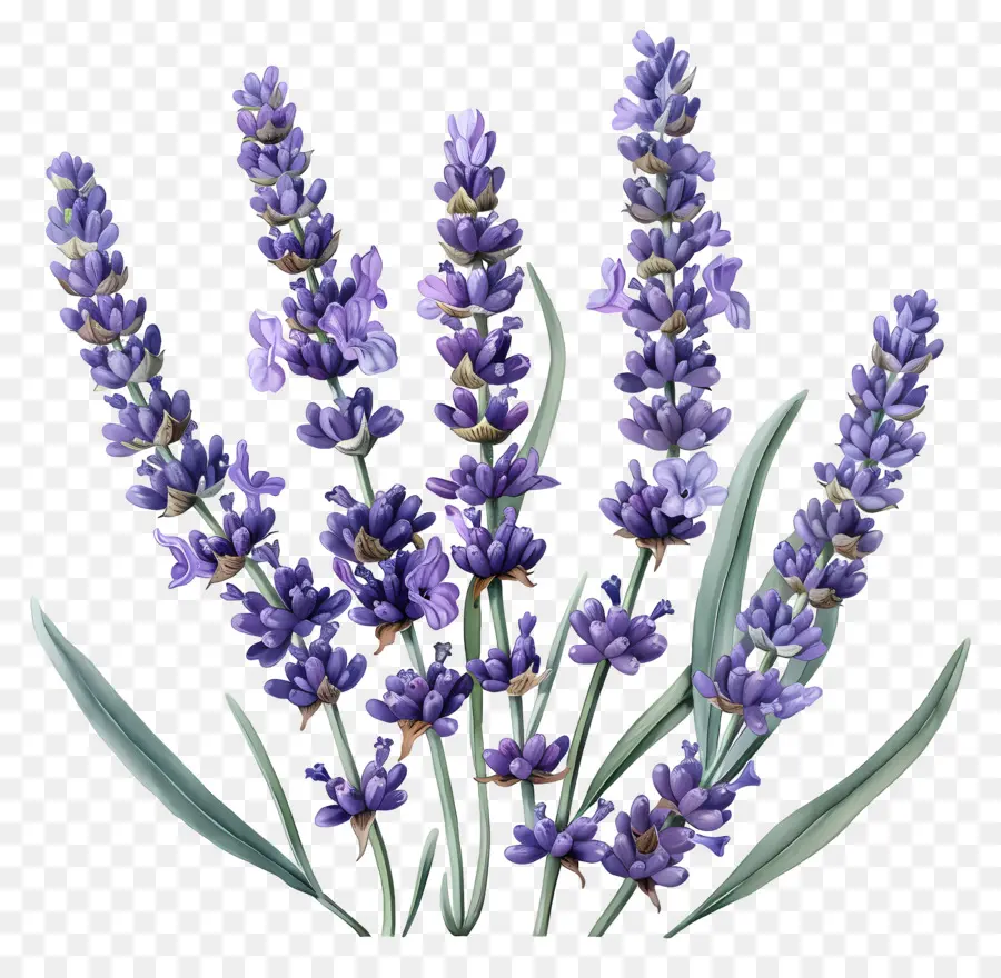 Lavanda De Jardín，Lavanda PNG