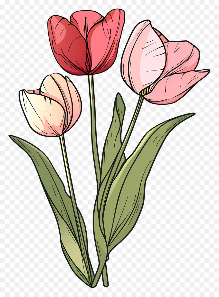 Flor De Tulipán，Coloridos Tulipanes PNG