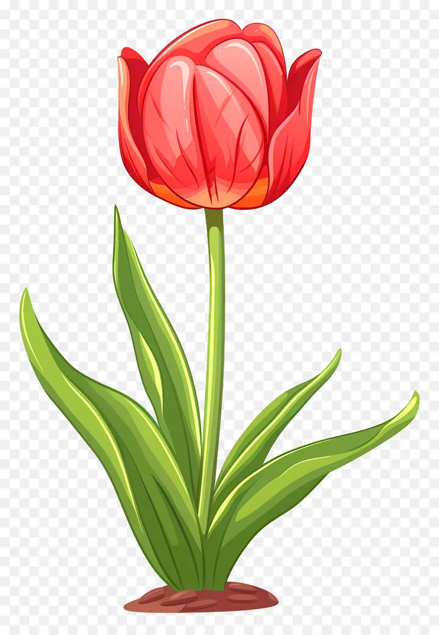 Flor De Tulipán，Tulip PNG