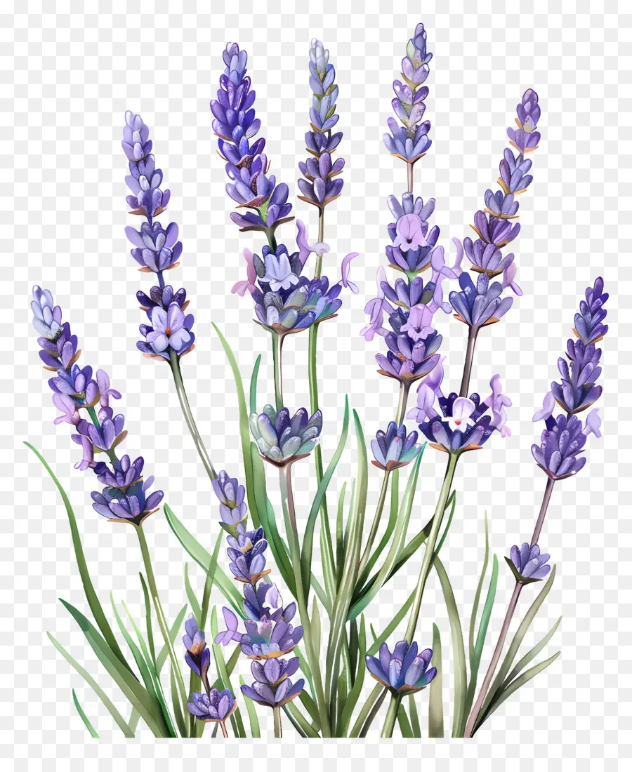 Lavanda De Jardín，Lavanda PNG