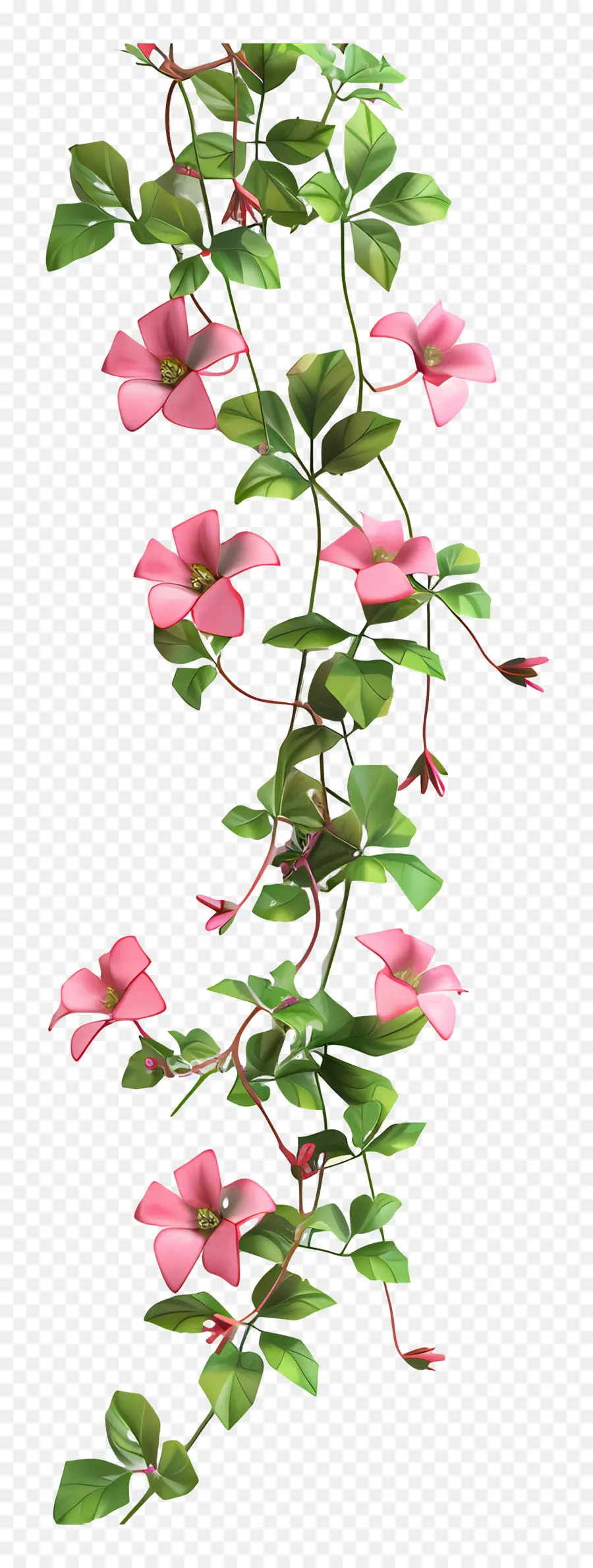 Flor De Vid，Vid Rosa Clematis PNG