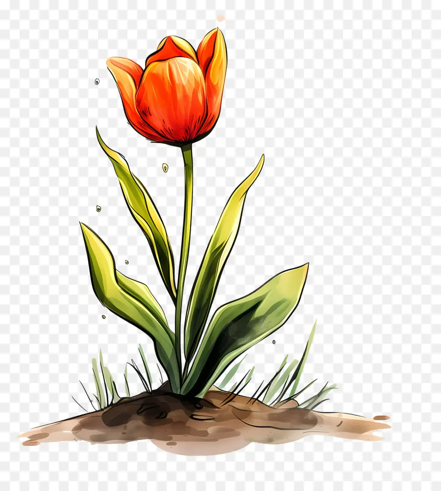 Flor De Tulipán，Tulip PNG