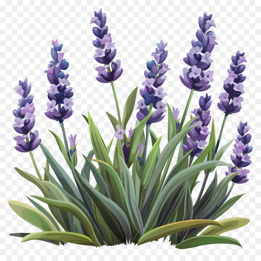 Lavanda De Jardín，Lavanda PNG