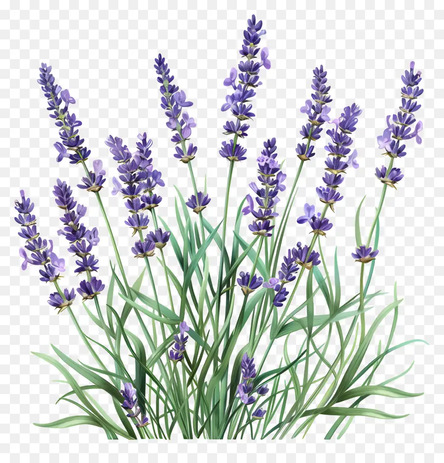 Lavanda De Jardín，Lavanda PNG